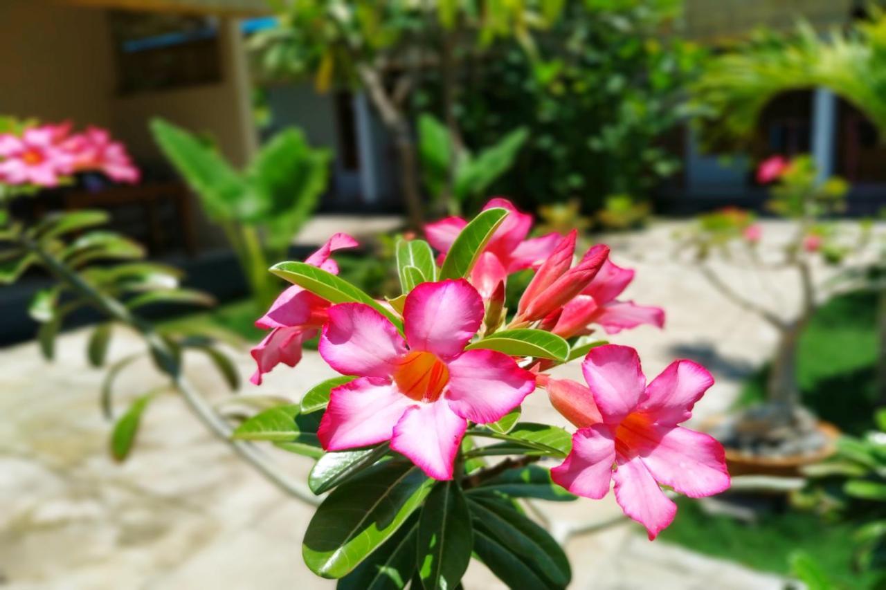 Van Santri Homestay Pemuteran エクステリア 写真